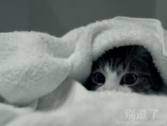 潜伏。。。中的小猫