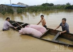 这年头猪也得学游泳了