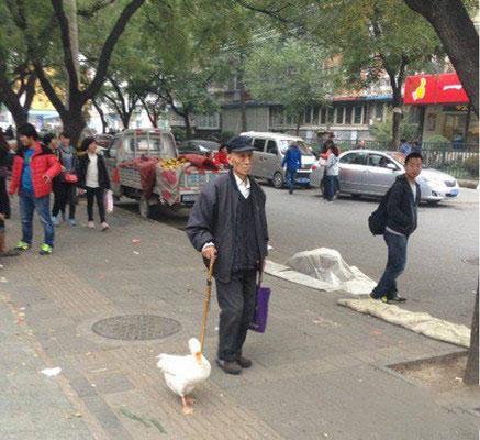 大爷上街遛大鹅