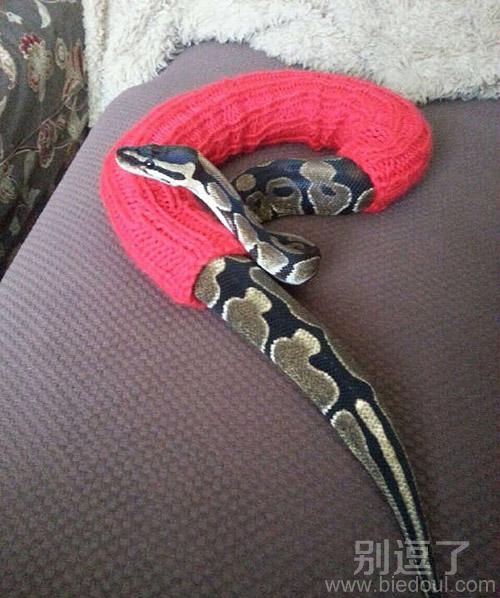 穿上毛衣的蛇。。