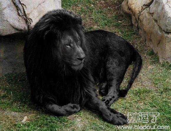 见过这么霸气的黑色狮子吗